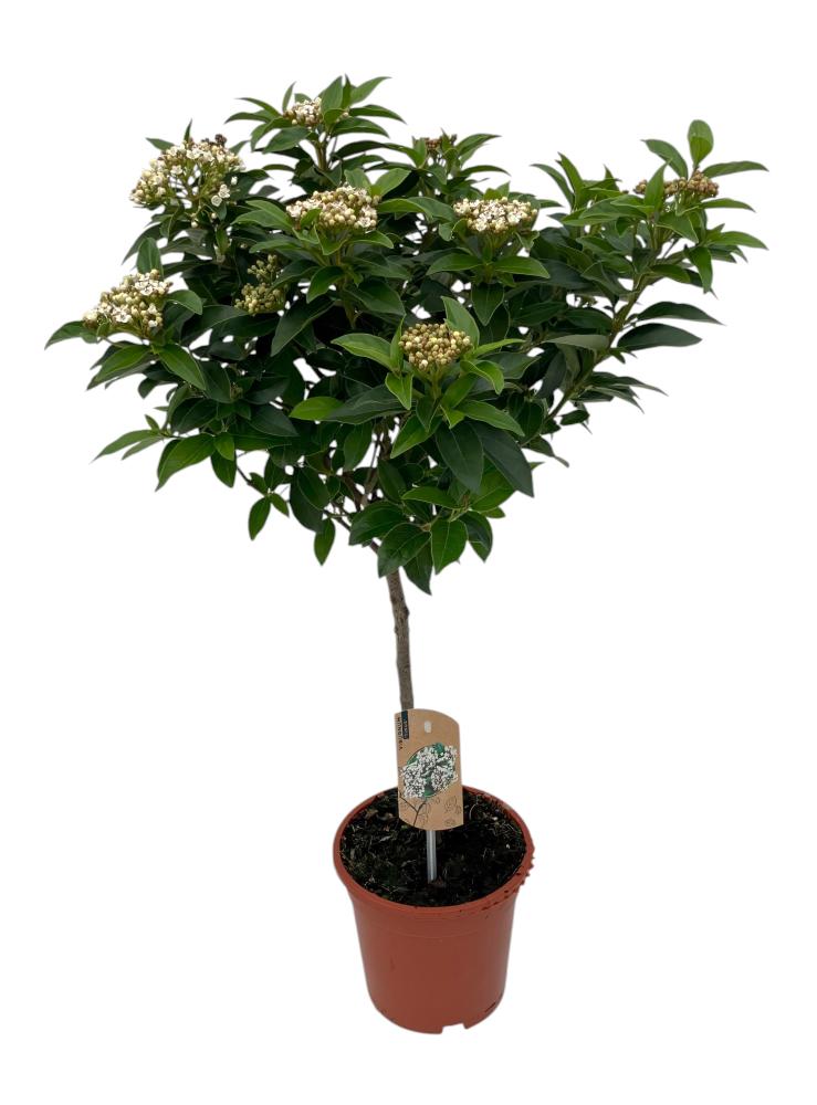 Viburnum