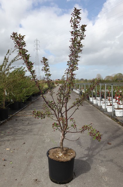 malus