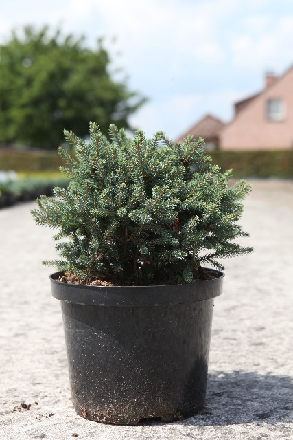 picea