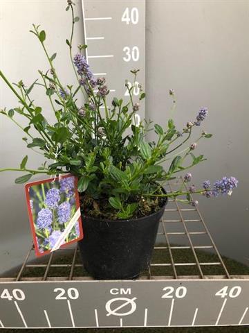 Ceanothus