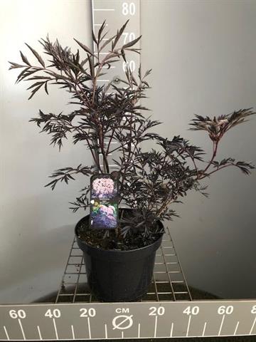 Sambucus