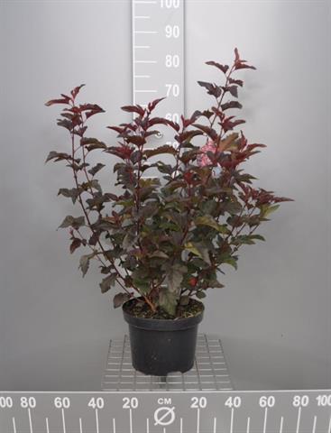 Physocarpus
