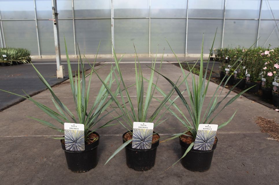 Yucca