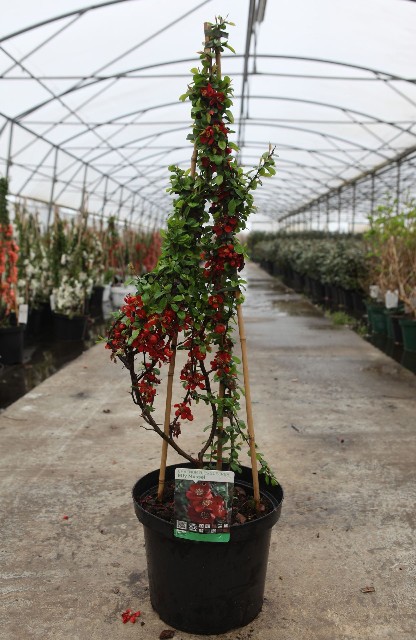 Chaenomeles
