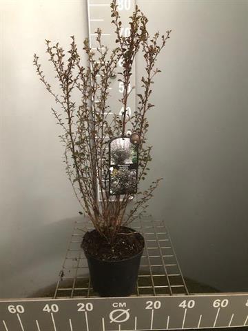 Physocarpus