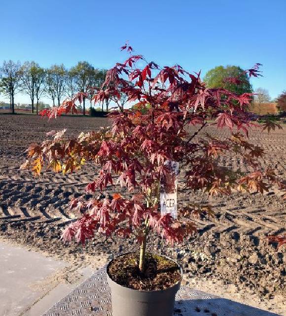 acer