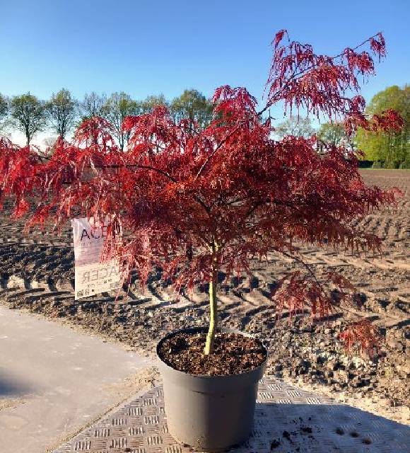 acer
