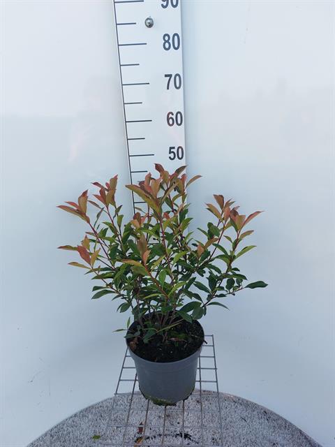 photinia