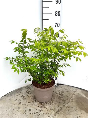 Euonymus