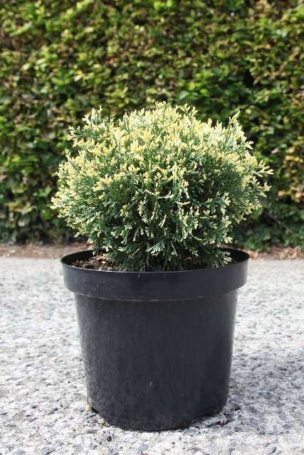 thuja
