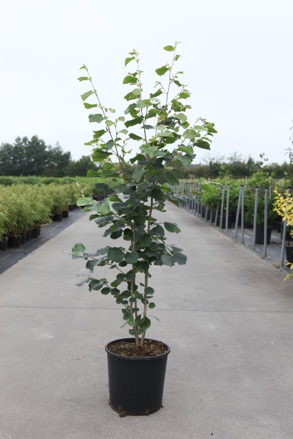 Stewartia