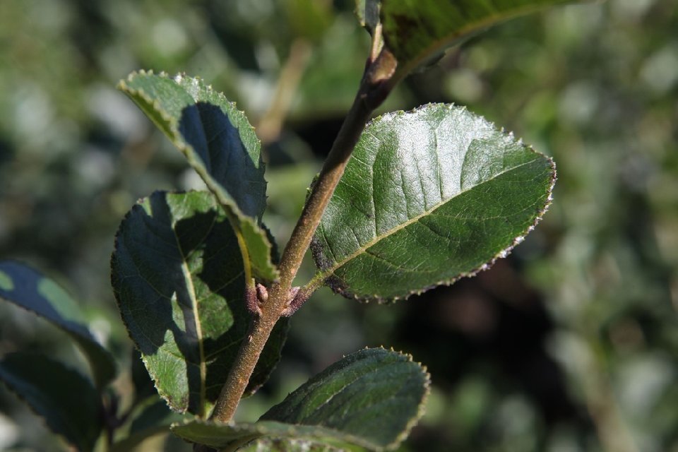 Chionanthus