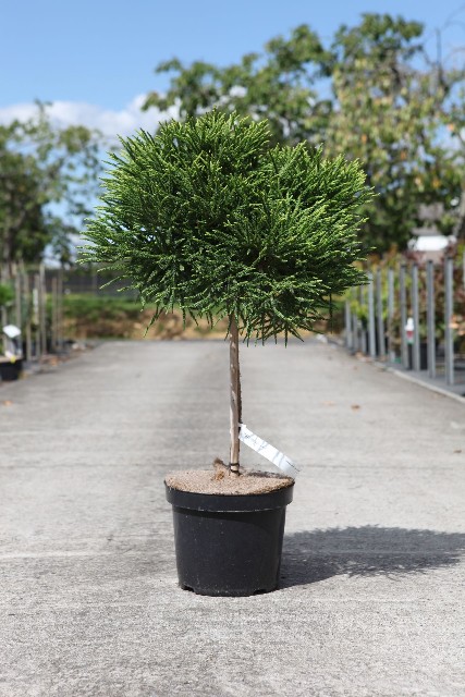 Cryptomeria