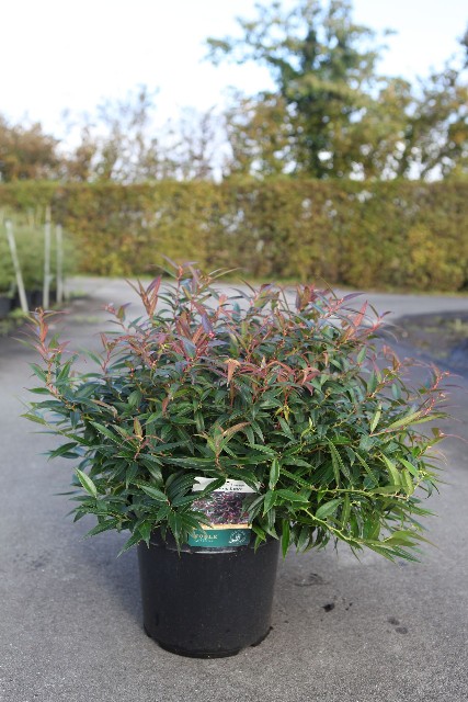Leucothoe