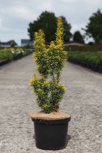 taxus