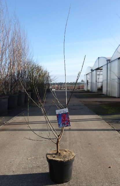 prunus