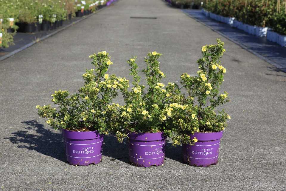 Potentilla
