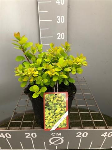 Spiraea