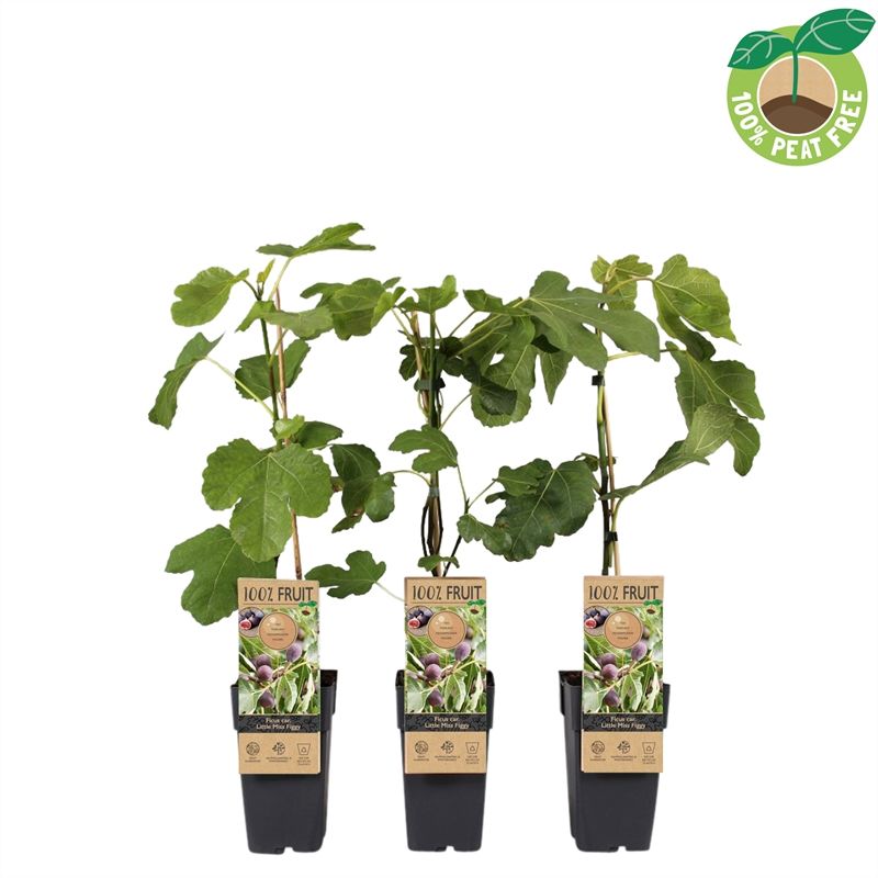 ficus carica