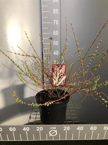 Salix