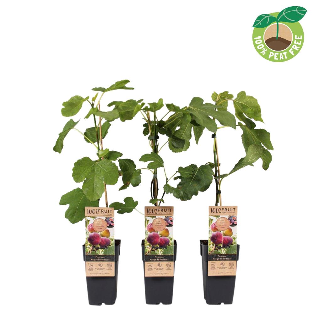 ficus carica