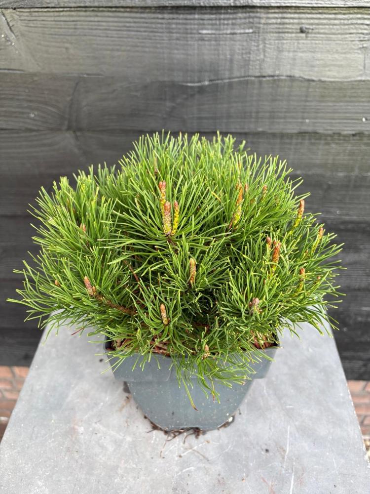 Pinus