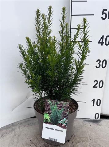taxus