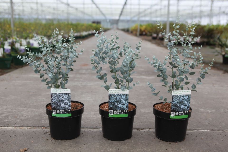 Eucalyptus