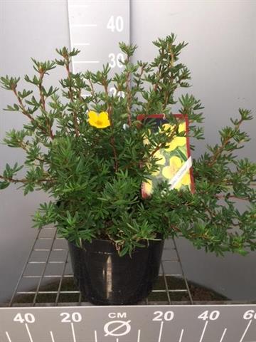Potentilla