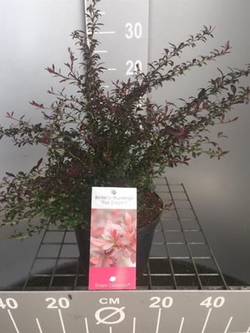 Berberis