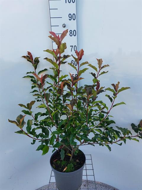Photinia
