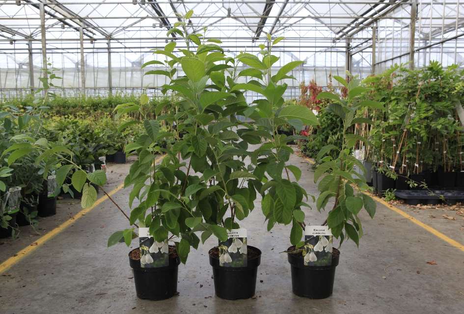 Halesia