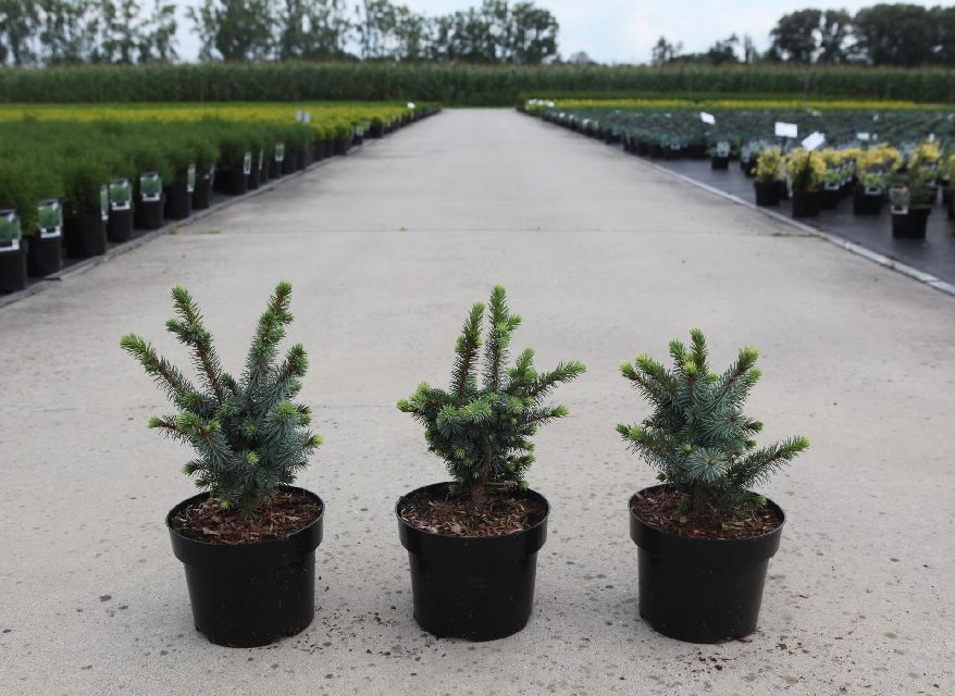 picea