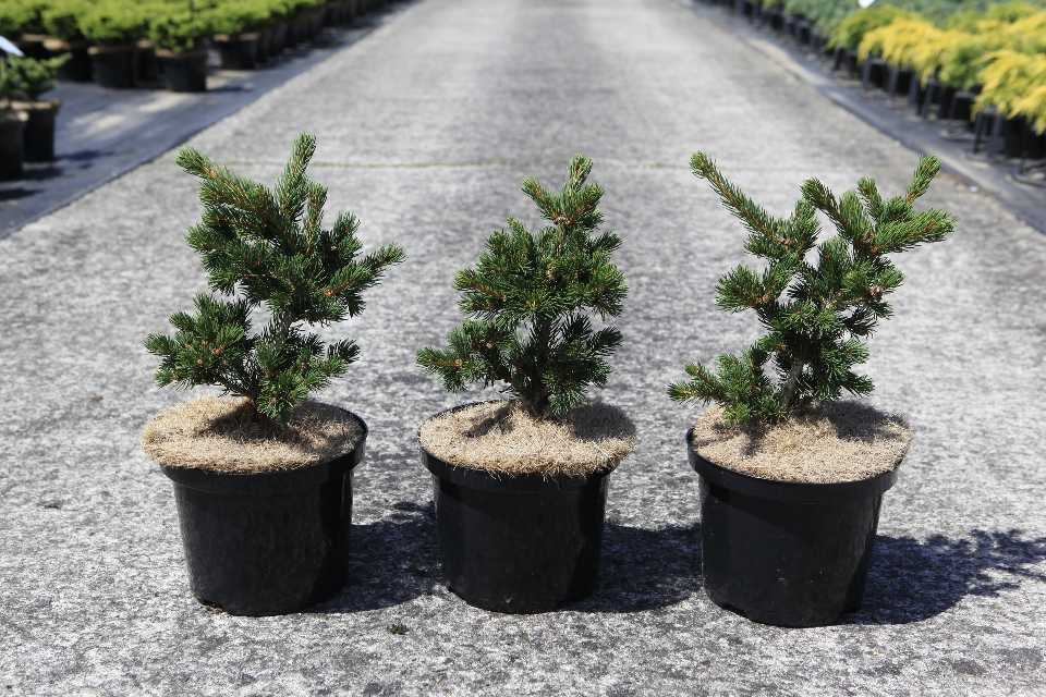 picea