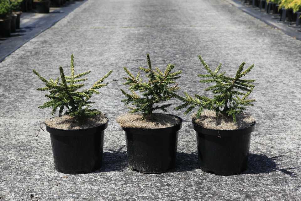 picea