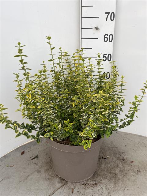 Euonymus