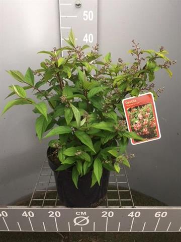 Deutzia