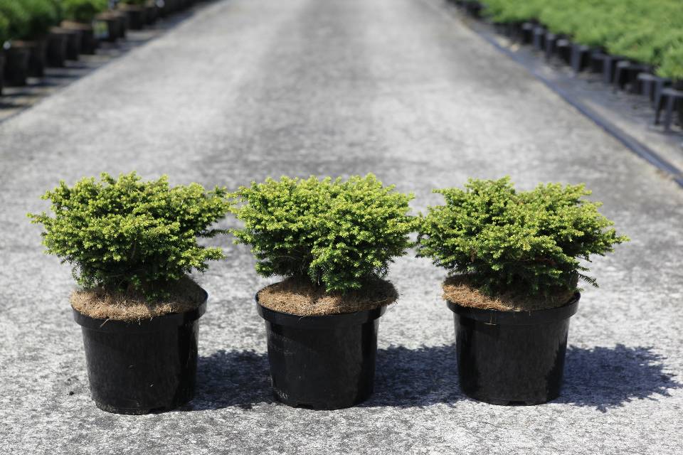 picea