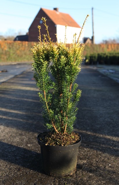 Taxus