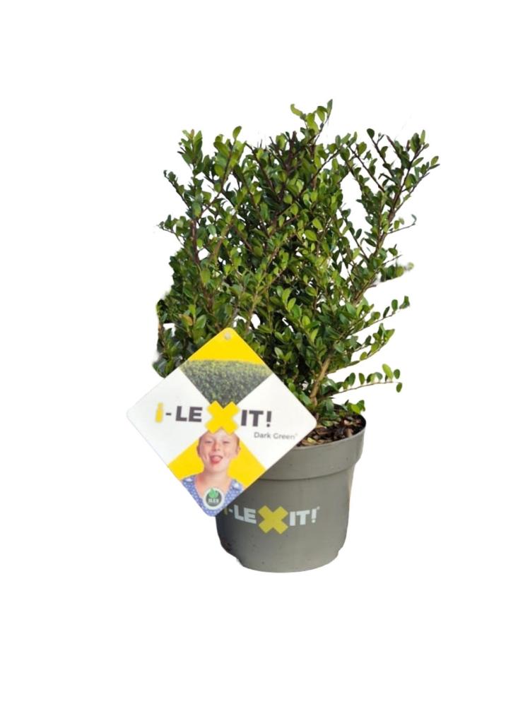 ilex