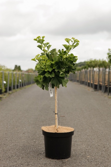 Ginkgo biloba