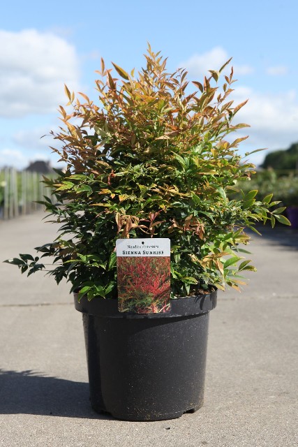 Nandina