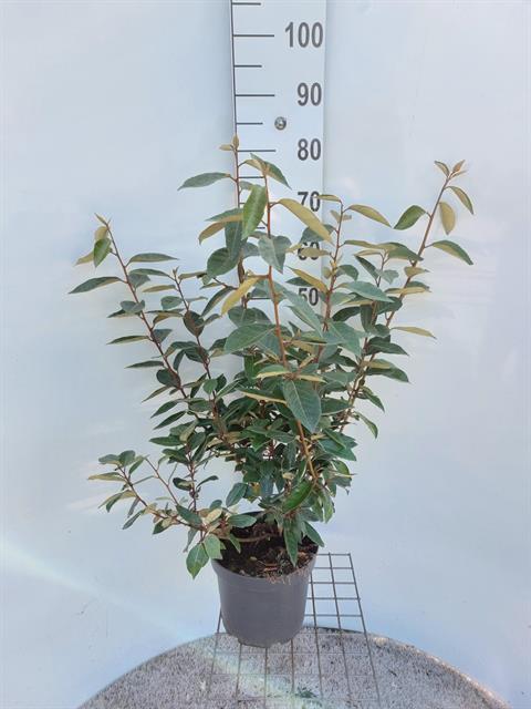 Elaeagnus