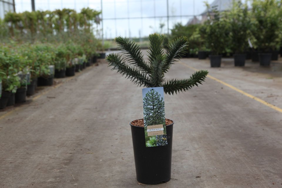 Araucaria