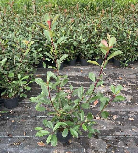 Photinia