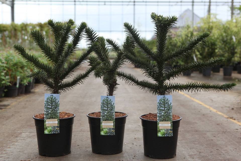 Araucaria