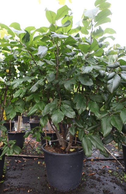 Rhamnus