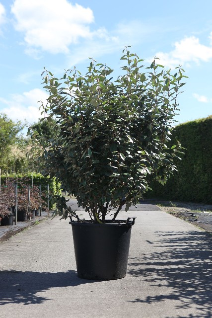 Elaeagnus