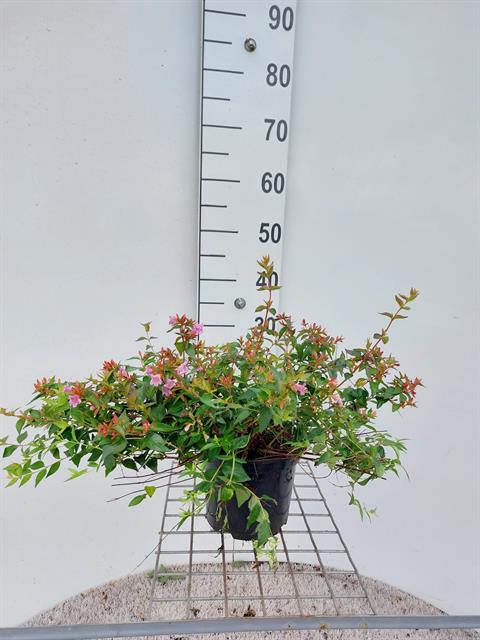 Abelia