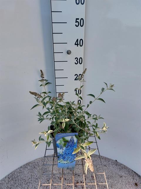 buddleja